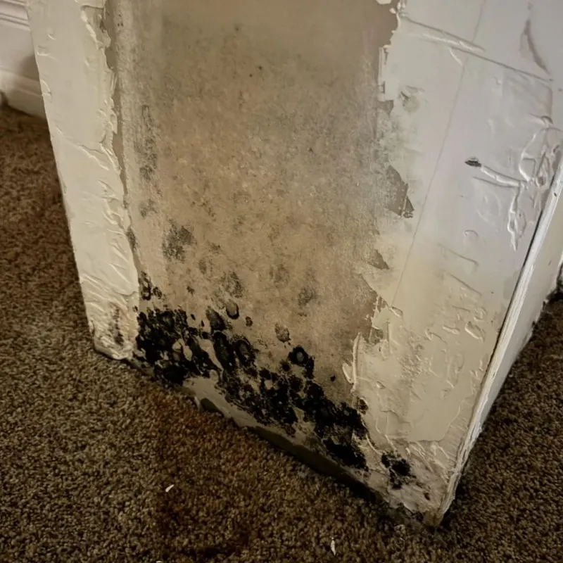Professional Mold Removal in Boston, MA